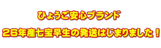  　　　　ひょうご安心ブランド  26年産七宝早生の発送はじまりました！ 